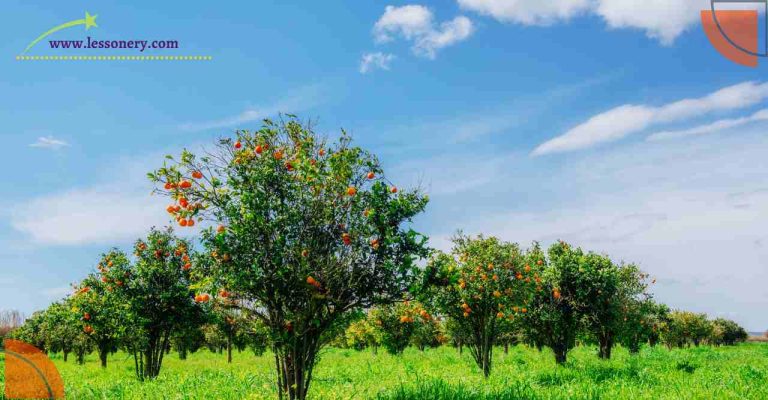 The Importance of Tree Plantation Composition