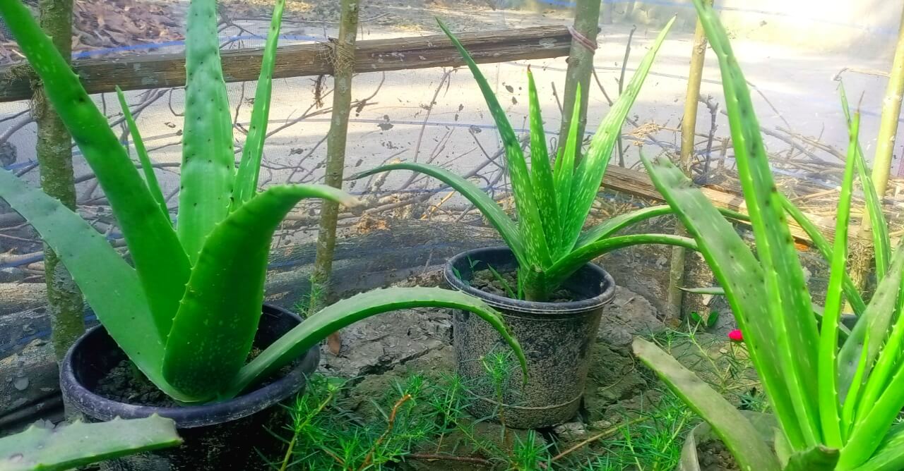 এলোভেরা দিয়ে রূপচর্চা