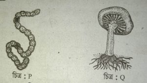 জীববিজ্ঞান ১ম অধ্যায় সৃজনশীল প্রশ্ন