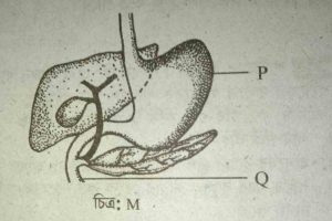 নবম দশম জীববিজ্ঞান ৫ম অধ্যায় সৃজনশীল প্রশ্ন