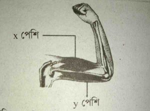 জীববিজ্ঞান ৯ম অধ্যায় সৃজনশীল প্রশ্ন